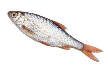 fish on a white background