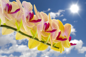 Fototapeta na wymiar Yellow Orchids Against the Sky