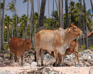 Cows and Palms, exotic