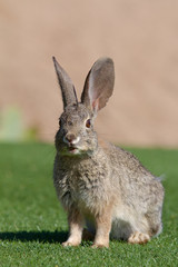 Desert Cottontail Smiling