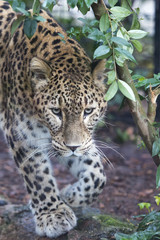 Fototapeta na wymiar Jaguar Leopard Chetaa bliska portret
