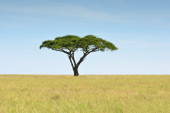 Acacia Dans La Savane