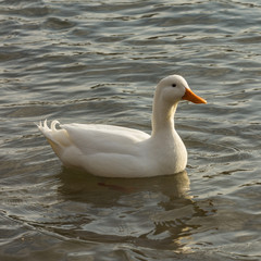Anatra