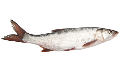 fish on a white background