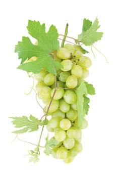 Fresh ripe grapes