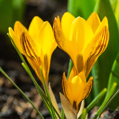 Fototapeta premium Crocus Glow