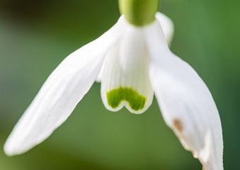 Snowdrop Dove