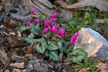 Ciclamini (Cyclamen repandum)