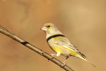 European Greenfinch - Carduelis chloris on a twig