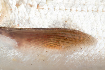 fin fish. macro