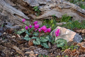 ciclamini (Cyclamen repandum)