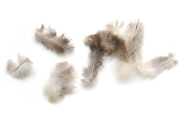 feather on white background