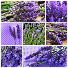 Obraz premium lavender flowers collage