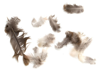 Obraz premium feather on white background