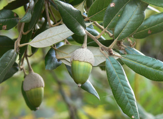 ghiande di leccio (Quercus ilex)