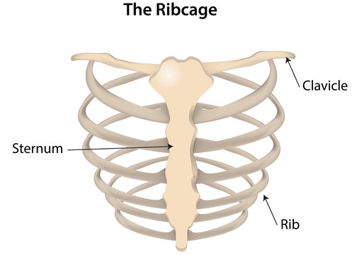 The Rib Cage Labeled Diagram