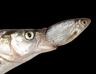 fish eating another fish