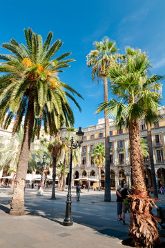 Palms in Plaza Reial at Barcelona