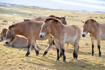 Przewalski-Pferd (Equus ferus przewalskii)