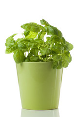 basilikum im topf mir äpfelnrundrum