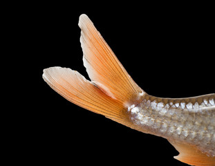 fish tail on a black background