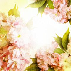 pink sakura flowers close up and light bokeh