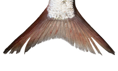 tail of a fish on a white background