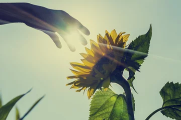 Fotobehang Sunburst over a sunflower with a hand touching it © Gajus