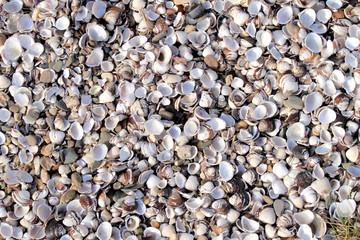 Hintergrund Muscheln