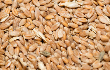 Wheat background view from the top