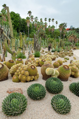 Fototapeta premium Echinocactus and others at Montjuic Cactus park at Barcelona