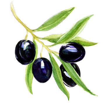 branch with black olives