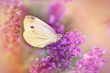 Fototapeta premium White butterfly on lavender