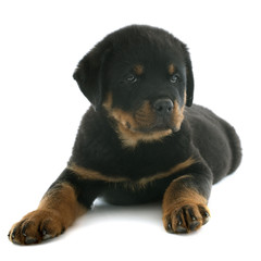 Fototapeta premium puppy rottweiler