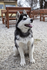 Alaskan Malamute