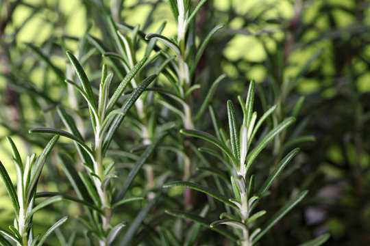 Rosemary