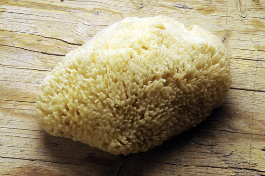 Sponge Spugna Schw&auml;mme Esponjas Porifera إسفنجيات
