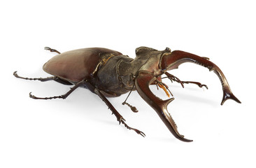 Stag beetle Lucanus cervus an endangered species