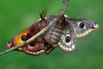 Saturnia pavoniella moths in love