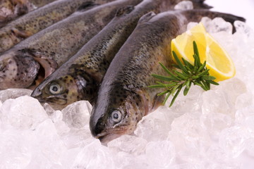Fresh rainbow trout with lemon on ice