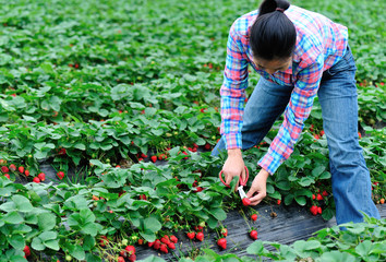 picking strawberry in garden