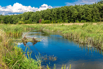 Summer landscape with river