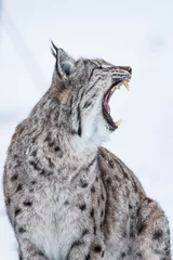 Fotobehang European Lynx in the snow with mouth open showing teeth © jamenpercy