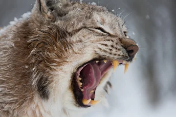 Zelfklevend Fotobehang Europese Lynx in de sneeuw met open mond en tanden © jamenpercy