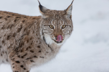 Naklejka na ściany i meble European Lynx in the snow licking lips