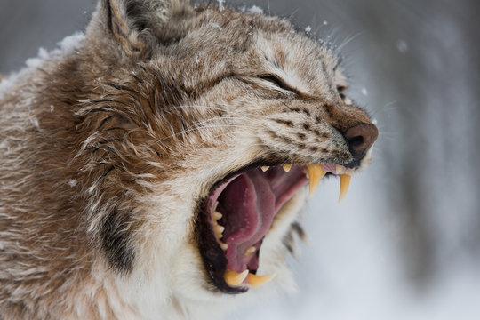 European Lynx in the snow with mouth open showing teeth