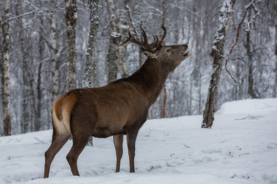 Deer stag calling out in forest