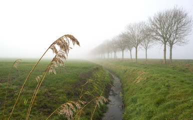 Double row of trees in a hazy morning