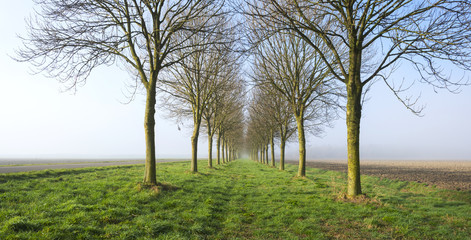 Double row of trees in a hazy morning