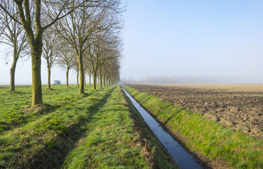 Fototapeta na wymiar Trees along a field in a hazy morning